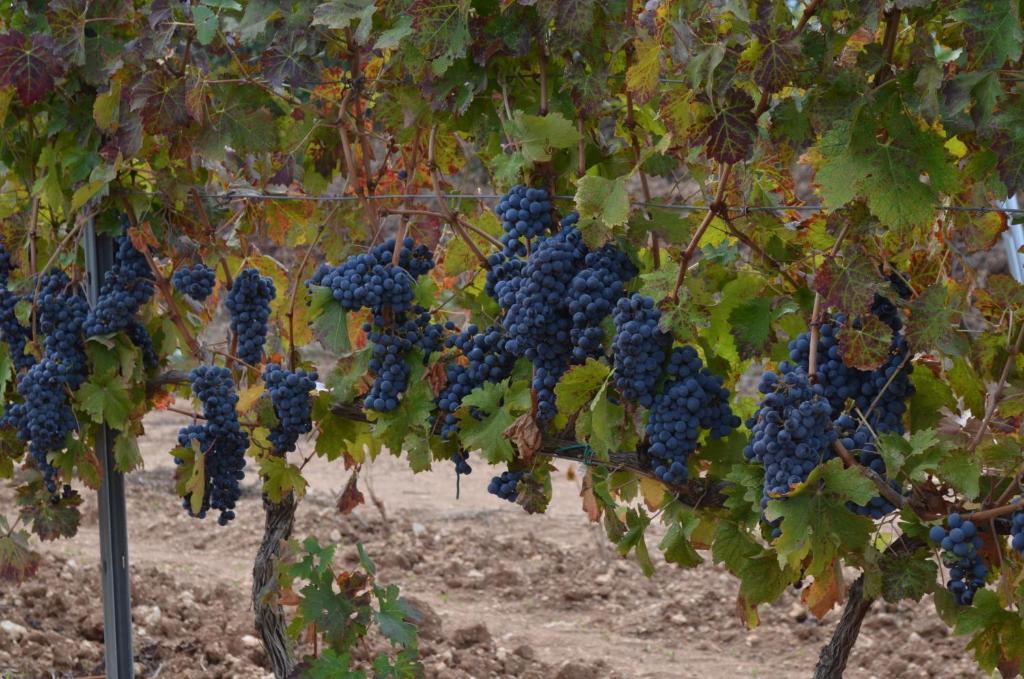 Agriturismo Il Melograno Riola Sardo Luaran gambar